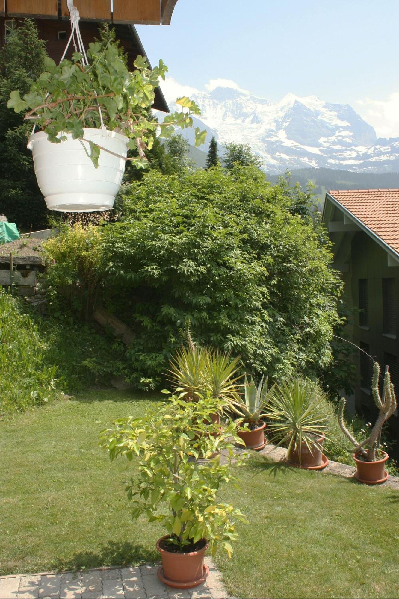 Chalet Protea Wengen Exterior foto